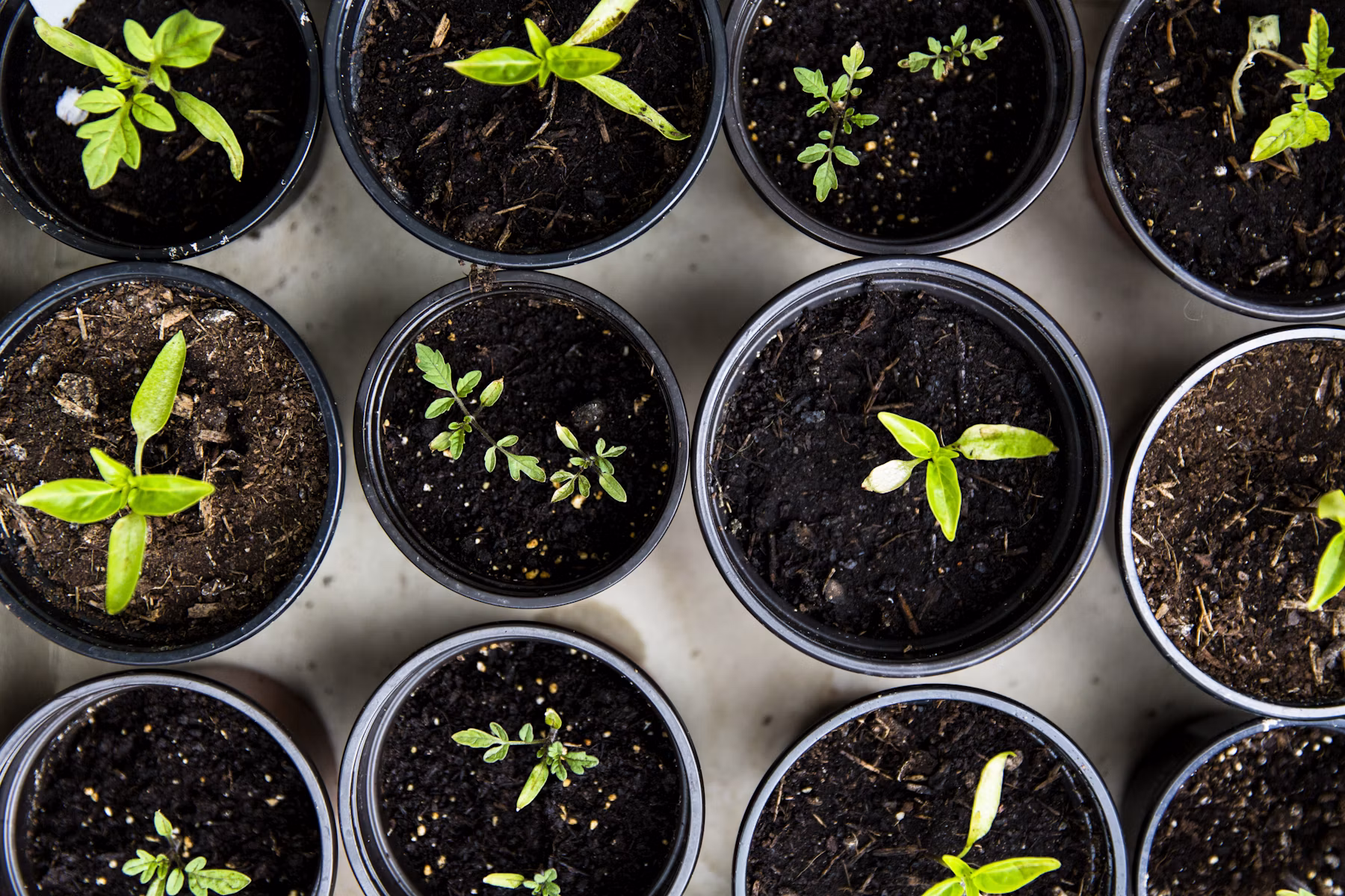 Теплица адаптации